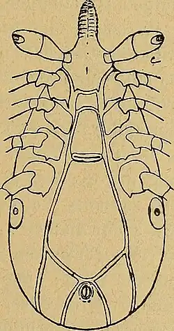 Illustration of ventral side of "Ixodes minor"