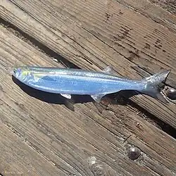 Jacksmelt (Atherinopsis californiensis)[47]