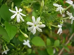Mysore Jasmine (Jasminum grandiflorum)