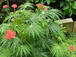 Jatropha multifida plant in El Crucero, Managua, Nicaragua
