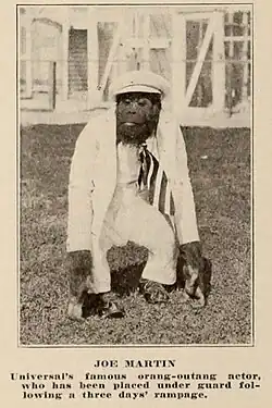 Wearing white suit, cap, necktie and shoes; enclosures are made of whitewashed wood and poultry fencing; original caption reads: Universal's famous orang-outang actor has been placed under guard following a three days' rampage