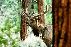 The Cibola National Forest is home to healthy herds of elk. Photo: US Forest Service.
