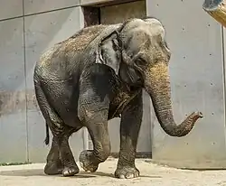 Elderly elephant with speckled trunk and head walking in front of a concrete wall