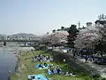Hanami parties along the Kamo River, 2005
