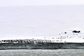 Komsomolets Island: Empty oil drums at Arctic Cape (Komsomolets Island; 81°15‘N, 95°39‘E).