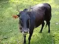 Cow