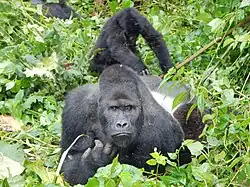 Eastern gorilla
