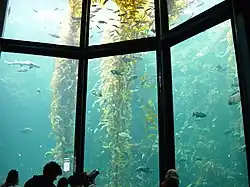 To withstand the extreme water pressure, this 10-meter deep Monterey Bay Aquarium tank has windows made of acrylic glass up to 33&nbsp;cm thick.