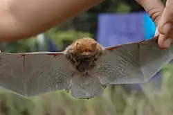 Brown bat