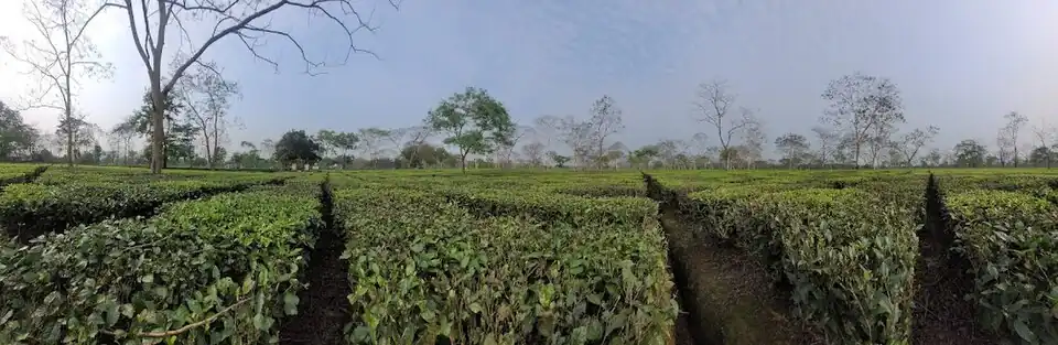Tea garden in Keyhung Tea Estates, Assam