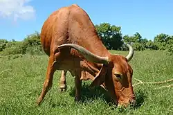 a long-horned red cow grazing