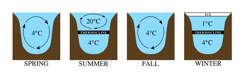 Typical mixing pattern for many lakes, caused by the fact that water is less dense at temperatures other than 4&nbsp;°C or 39&nbsp;°F (the temperature where water is most dense). Lake stratification is stable in summer and winter, becoming unstable in spring and fall when the surface waters cross the 4&nbsp;°C mark.