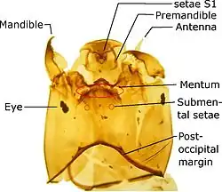 Orthocladiinae head