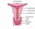 Diagram of cytobrush in vagina/cervix