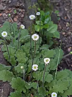 Some white flowers on stalks with green leaves in the background
