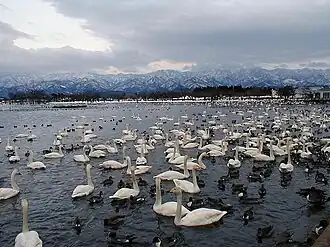 Lake Hyōko with overwintering swans