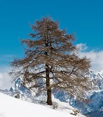 In winter, without leaves, Guarda, Graubünden, Switzerland