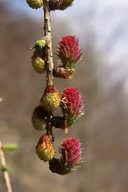 Young seed cones (red) and pollen cones (yellow).