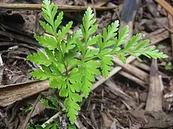 Small fern with bright green leaves