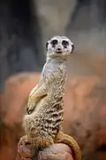 A meerkat at Cameron Park Zoo