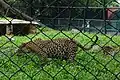 Leopard inside cage at Thiruvananthapuram Zoo