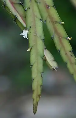 Lepismium cruciforme