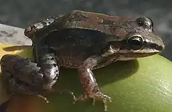 Ranita de labio blanco (Leptodactylus albilabris)