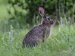 Brown rabbit in grass