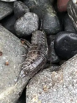A sea slater centred between multiple small rocks