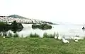 Geese at the Lake of Kastoria