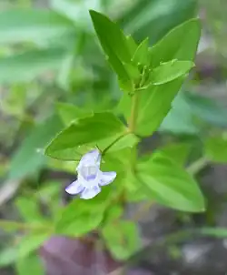 Small white flower with touches of purple, especially on the three spreading lobes, attached to the plant by a thin, arching stem, the main stem of the plant upright with pointed green leaves attached on opposite sides of the stem