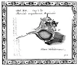An illustration of the species from Martin Lister's 17th century shell book.[4]