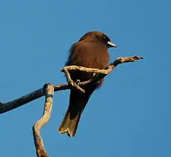 Little woodswallow (Artamus minor)