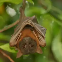 Brown bat