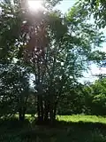 Sunlight through a tree