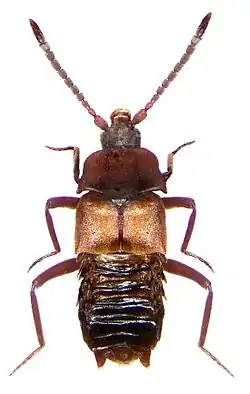 Picture of a Lomechusa pubicollis