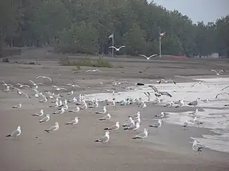 A flock of gulls on the beach.
