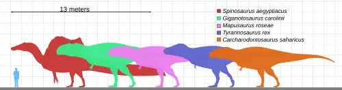 Graph showing relative sizes of five types of dinosaur compared with small human figure, each represented by silhouettes in different colours