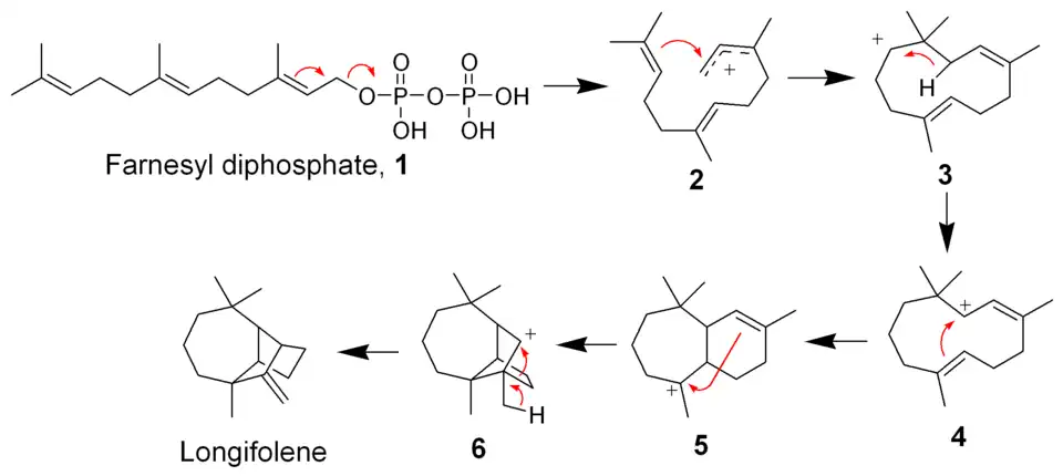 The biosynthesis of Longifolene
