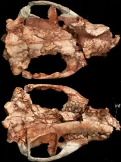 Two photos of the reddish-brown fossilized skull of an animal