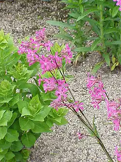 Sticky catchfly