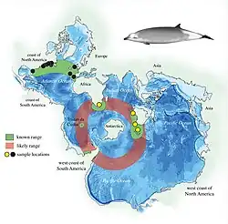 Ramari's beaked whale range