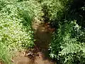 Branch of Middlebush Brook crossing South Middlebush Road