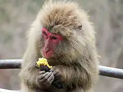 A macaque eating yakiimo