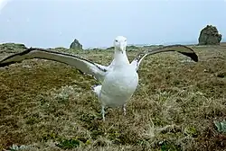 Wandering albatross