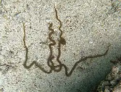 Une Macrophiothrix sp.