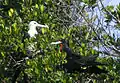 Magnificent frigatebirds