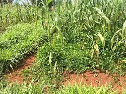 Maize push-pull farm showing intercrop Desmodium and trap crop at ICIPE, Mbita Point, Kenya