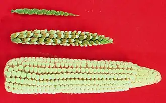 Image 5Top: teosinte, bottom: maize, middle: maize-teosinte hybrid (from Evolutionary history of plants)