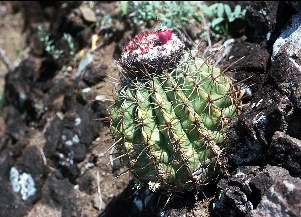 Melocactus curvispinus subsp. curvispinus growing in Loboguerrero, Colombia